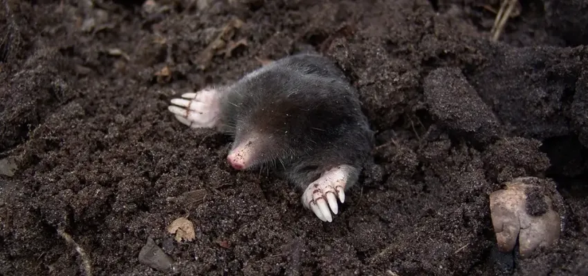 mole