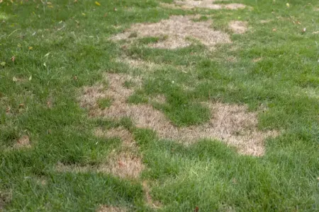 a lawn infected with brown spot