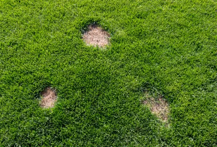 dollar spots on a green lawn