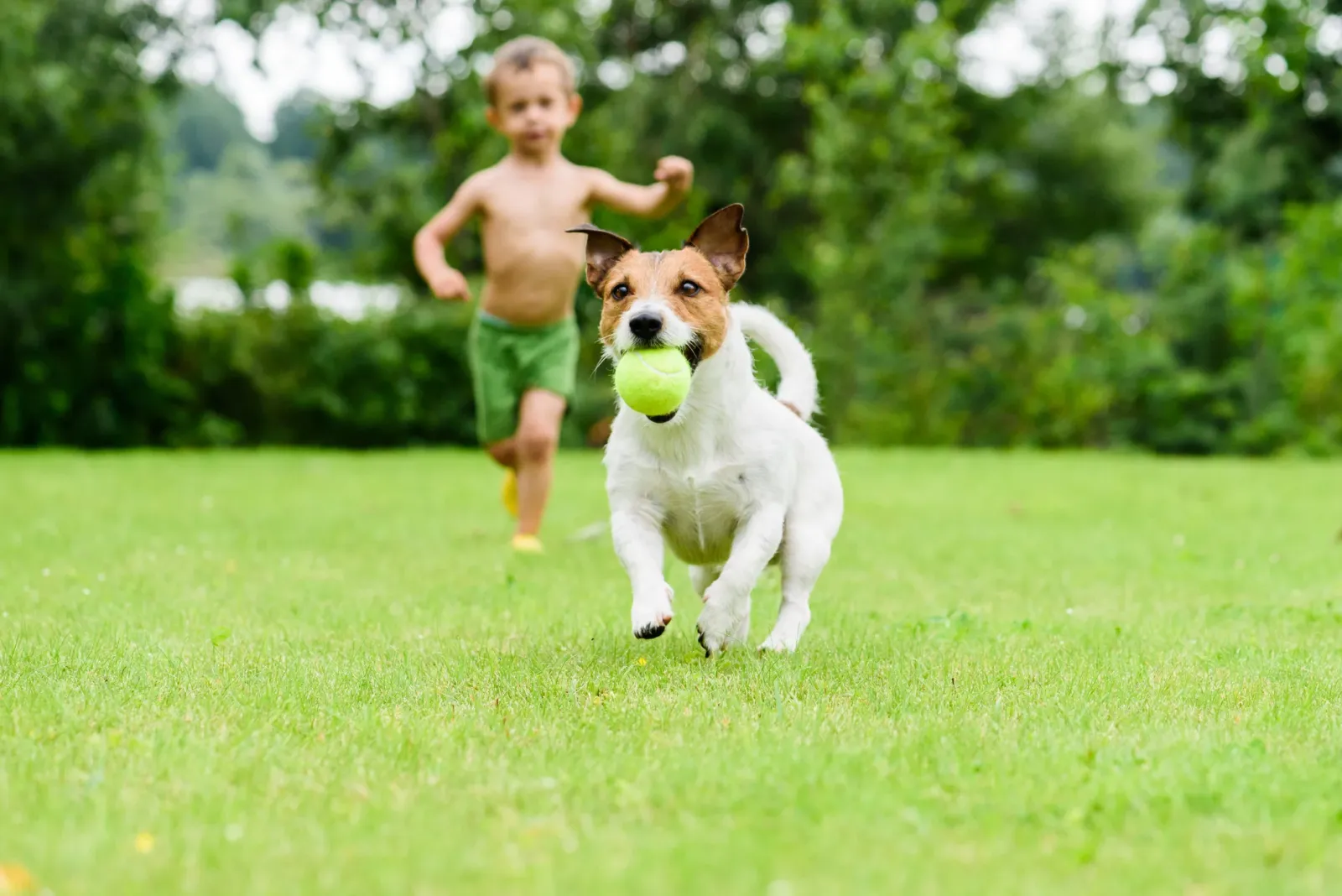 Boy chasing dog with ball in yard