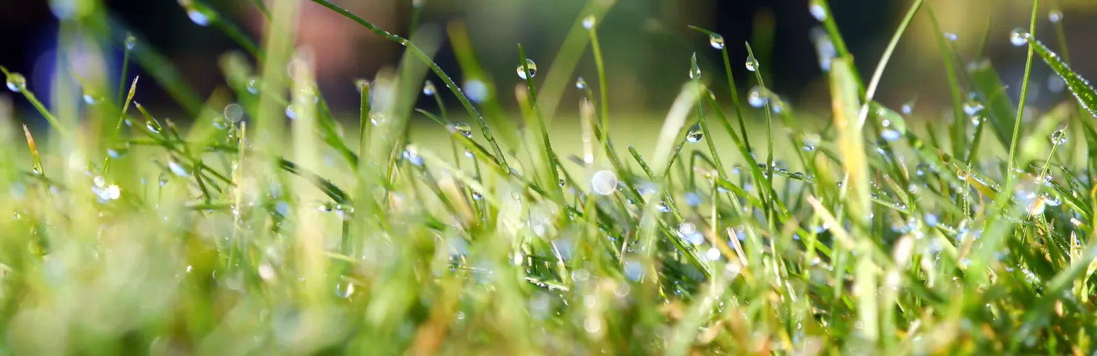 green grass focal point with dew on the blades of grass