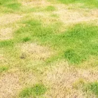 a lawn infected with disease