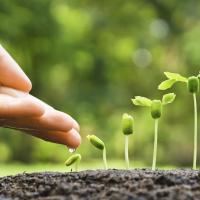 Adding fertilizer to small plants