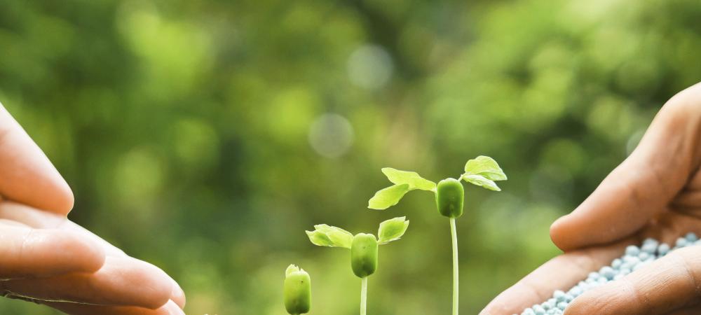 Adding fertilizer to small plants