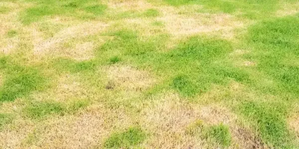 a lawn infected with disease
